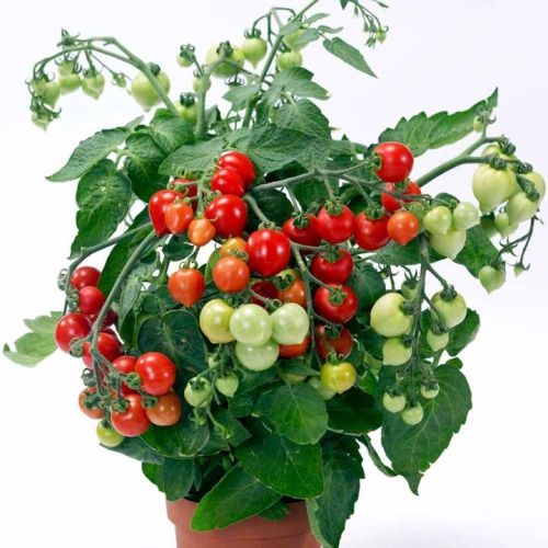 Tomate de balcon Heartbreaker