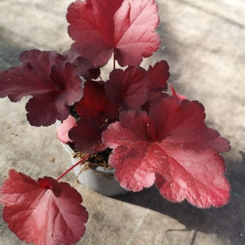 Heuchère 'Forever Red'