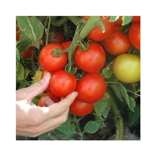 Tomate Premio F1