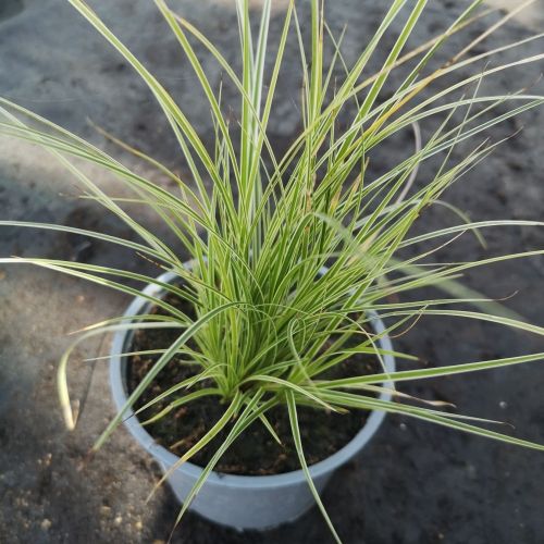 Carex brunnea 'Jubilo'