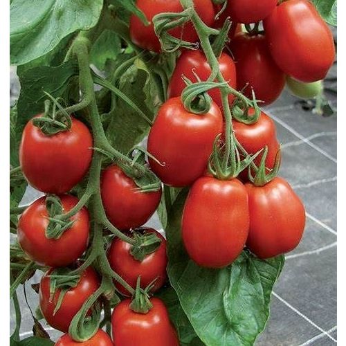Tomate Contact