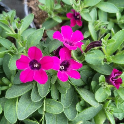 Pétunia Itsy fuschia