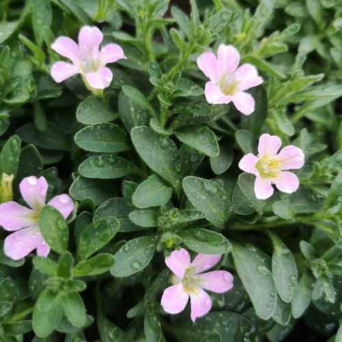 Pétunia Itsy rose clair