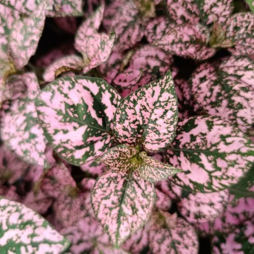 Hypoestes rose
