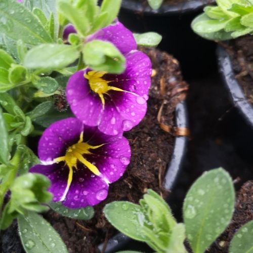 Calibrachoa tiktok blue