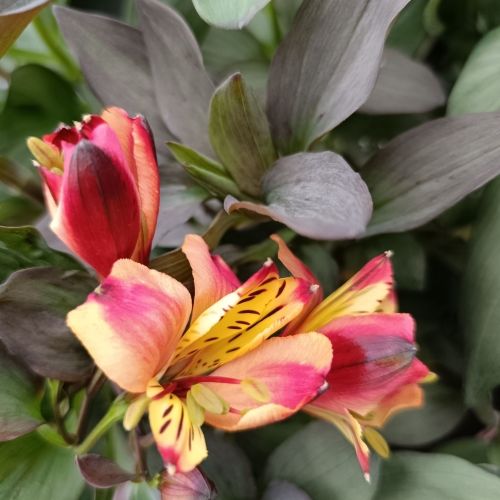 Alstromeria Indian Summer