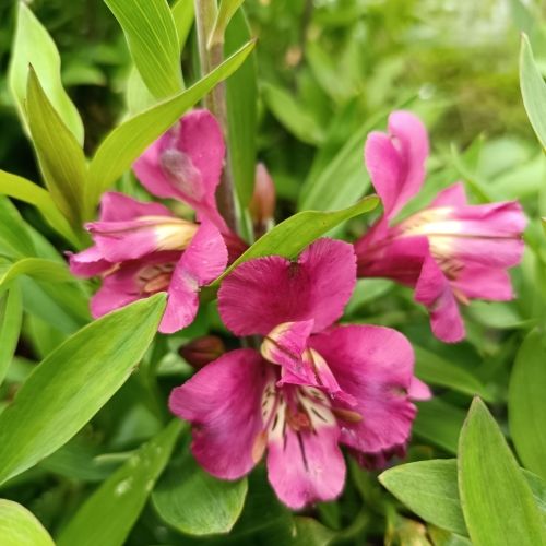 Alstromeria Summer Chic