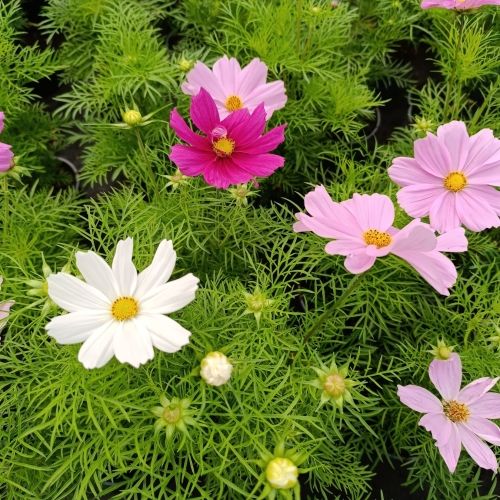 Cosmos