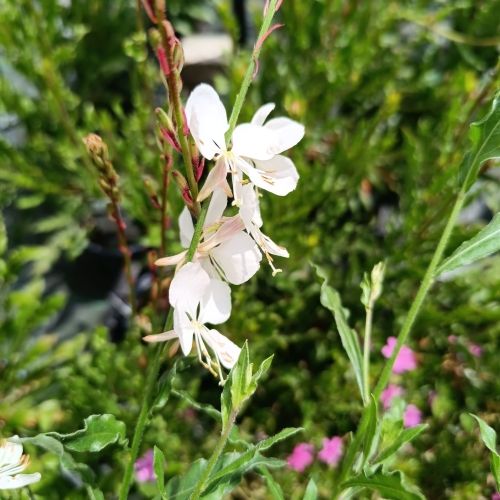 Gaura blanc
