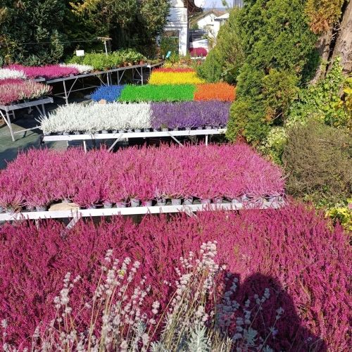 lot calluna