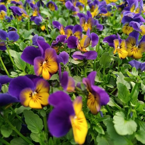 Pensée cornuta jaune et bleue