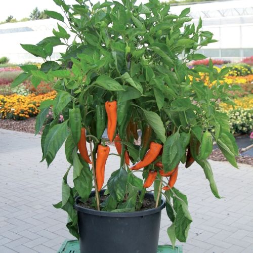 Poivron Coronor