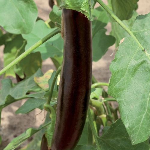 Aubergine Violet Knight