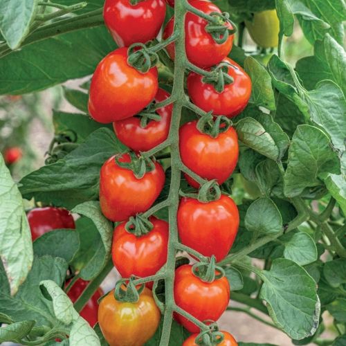 Tomate Lovertino F1