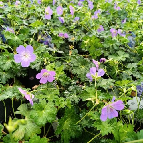 géranium vivace Rozanne