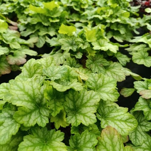 Heuchère 'Lord lime'
