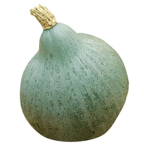 Courge Blue Ballet Courge Blue Ballet
