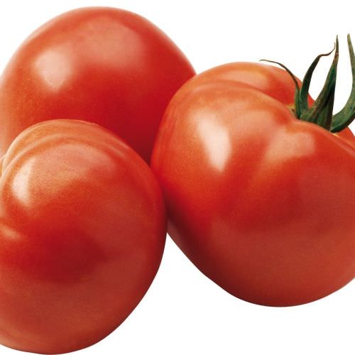 Tomate Maestria Greffée