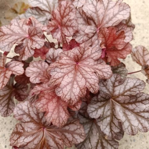 Heuchère 'Frosted Flame' Heuchère 'Frosted Flame'