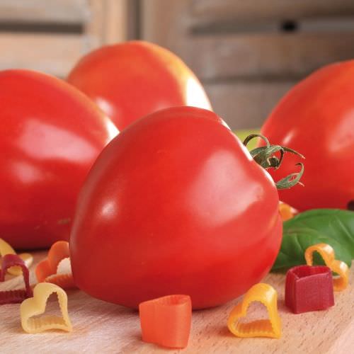 Tomate Fleurette