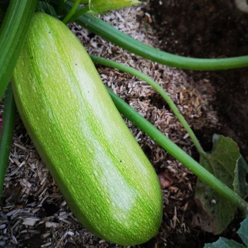 Courgette Amalthée F1