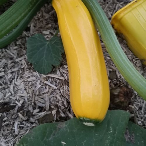 Courgette jaune Sebring F1