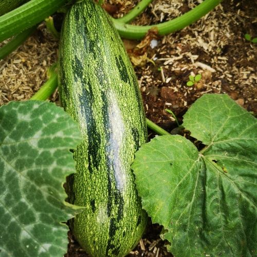 Courgette Graffiti F1