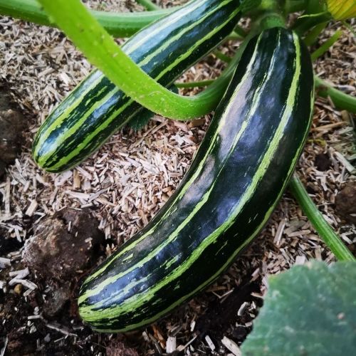 Courgette Safari F1