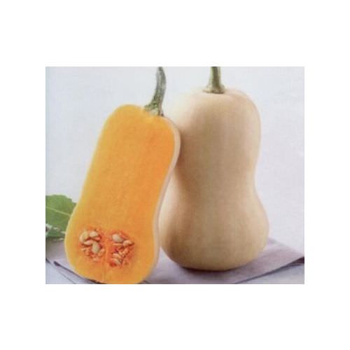 Courge Butternut Zenith F1