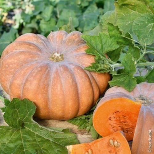 Courge Musquée de Provence