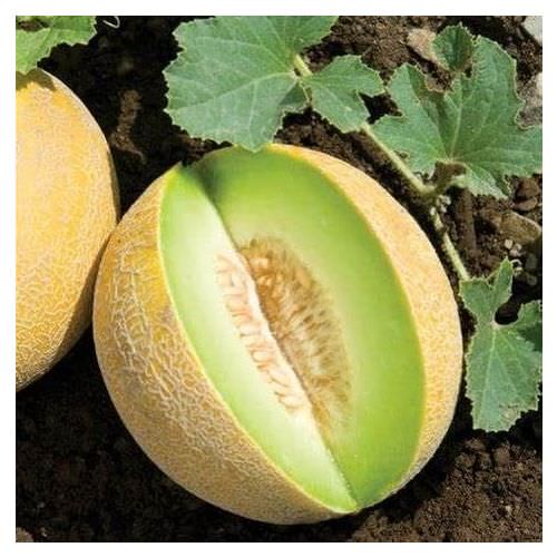 Melon Masada F1